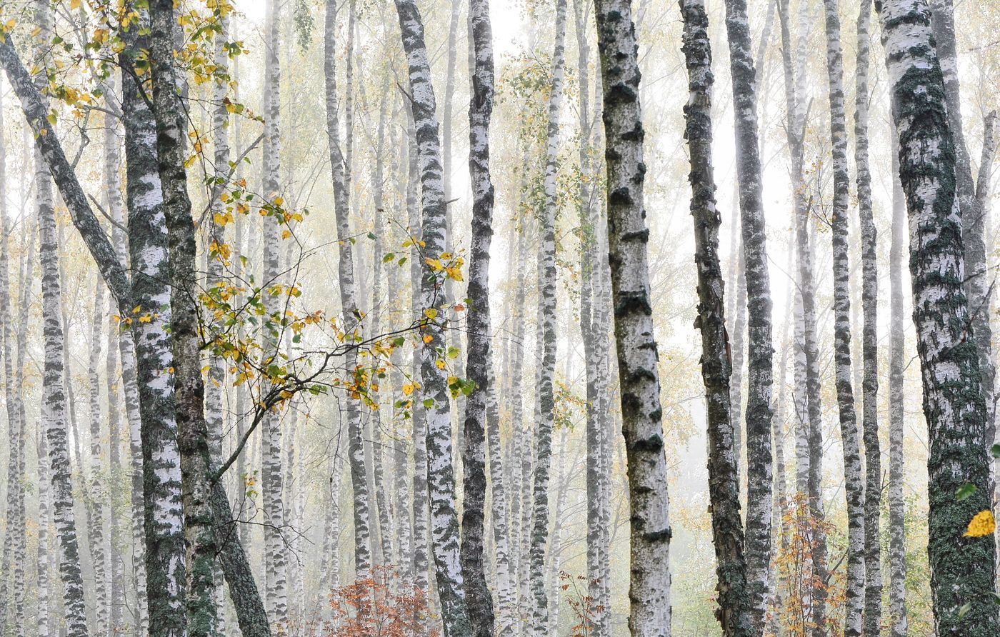 туман, березовая роща, туман в лесу, Юлия Абрамова