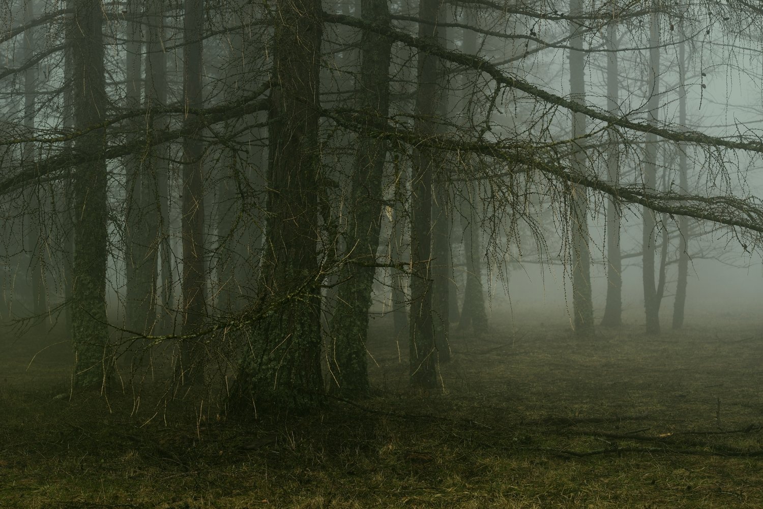 зима утро туман лиственница, Александр Жарников