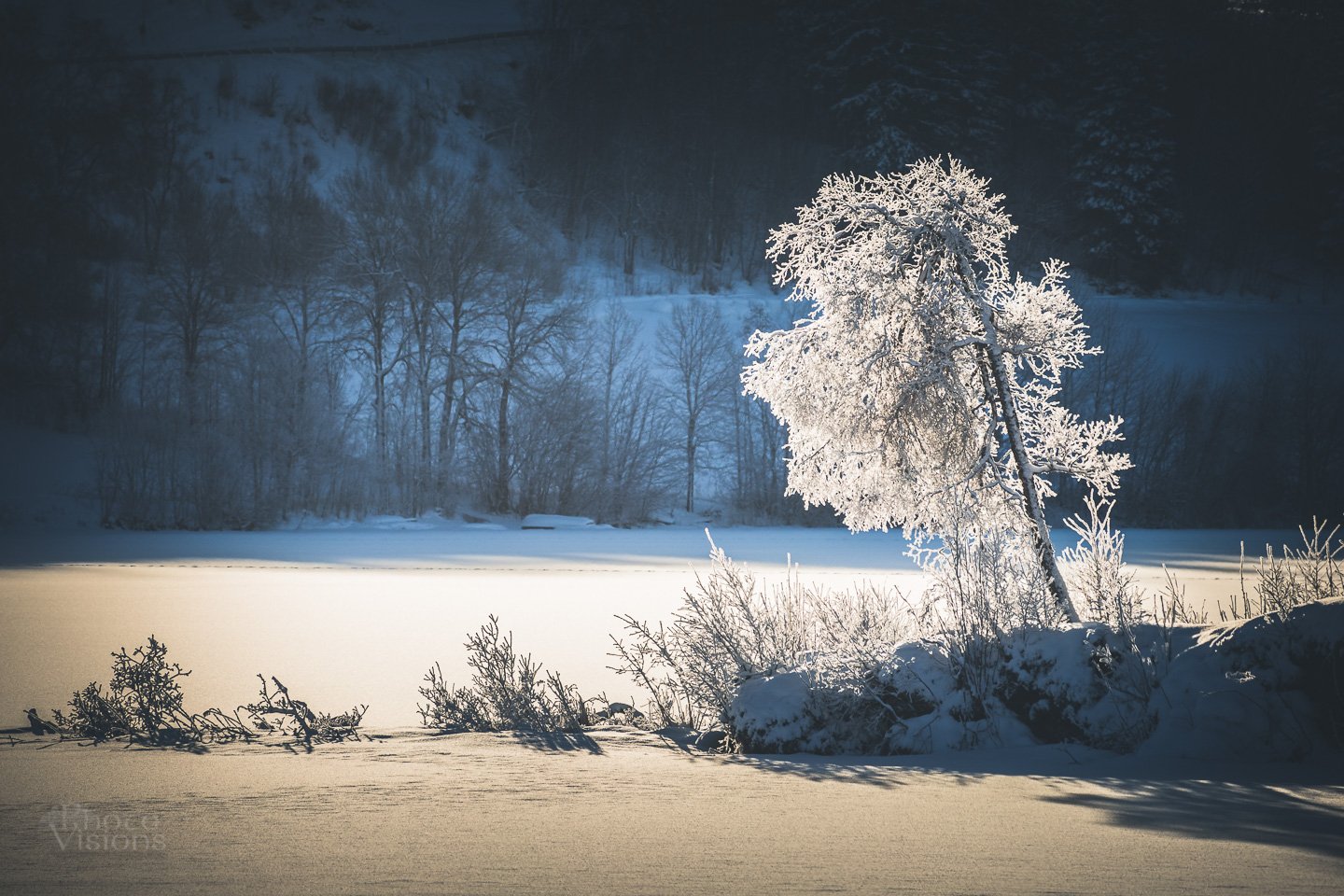 frost,winter,jonsvatnet,trondheim,norway,norwegian,snow,ice,tree, Adrian Szatewicz