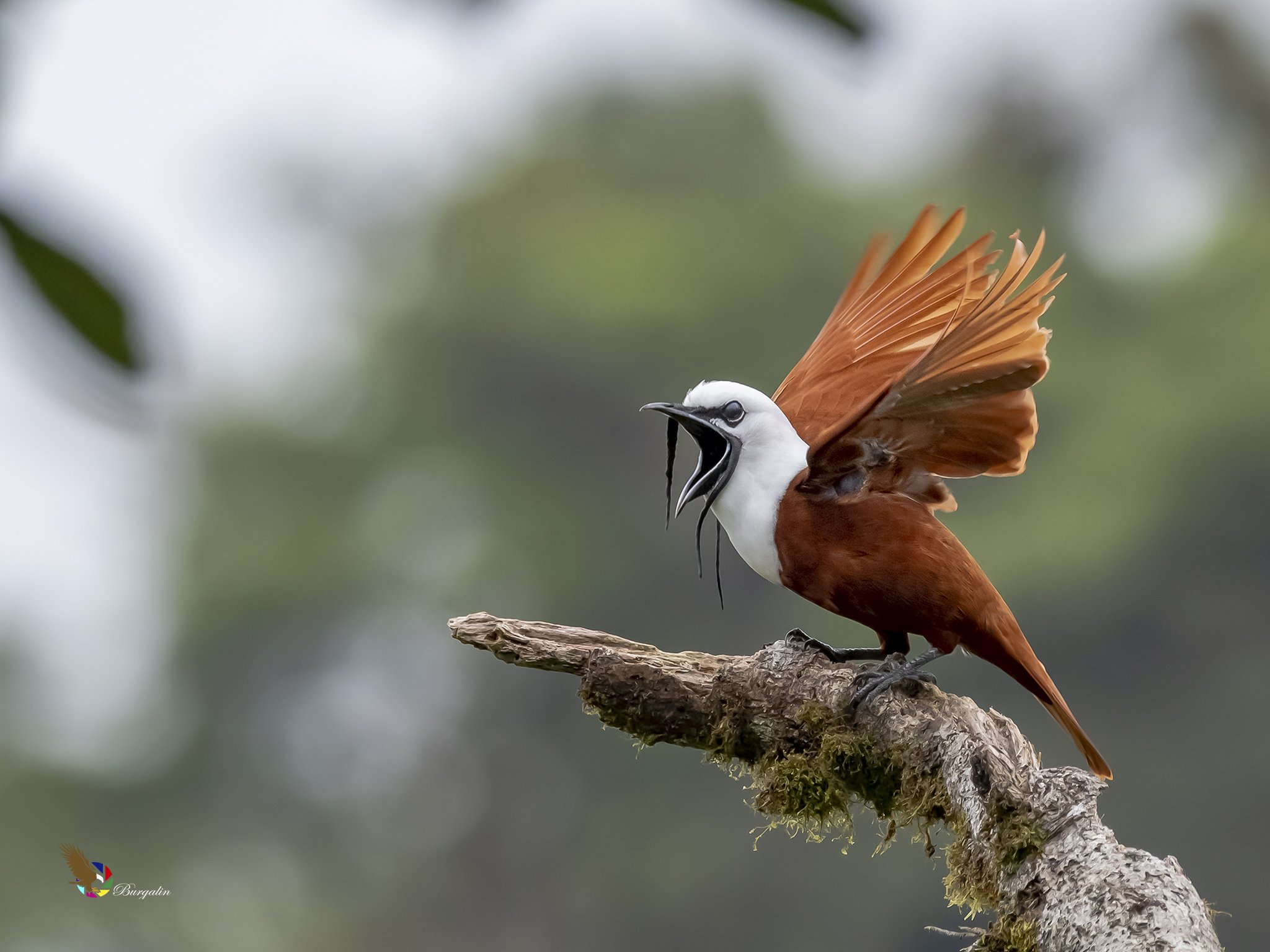 Three-wattled Bellbird: An Extraordinary Bird of Central American Highland Forests