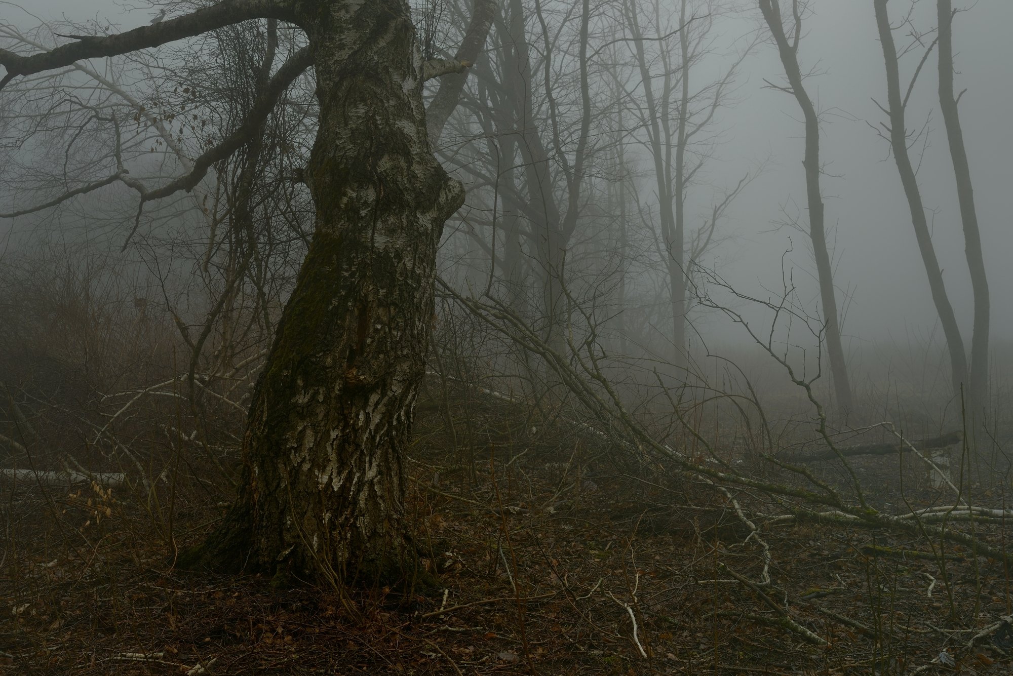 зима утро туман береза, Александр Жарников