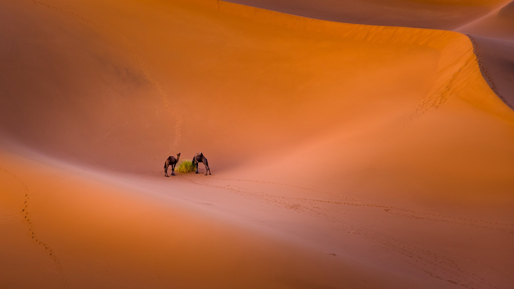 Camels, Sahara, Maroc, Prybinski Miroslaw