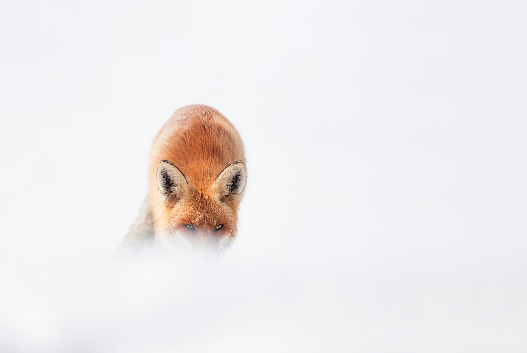 winter, wild, blizzard, snow, wildlife, travel, nature, mountain, romania, cold, fox, Lazar Ioan Ovidiu