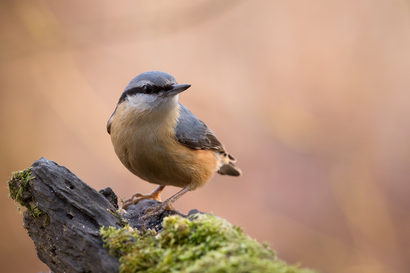 , Robert Adamec