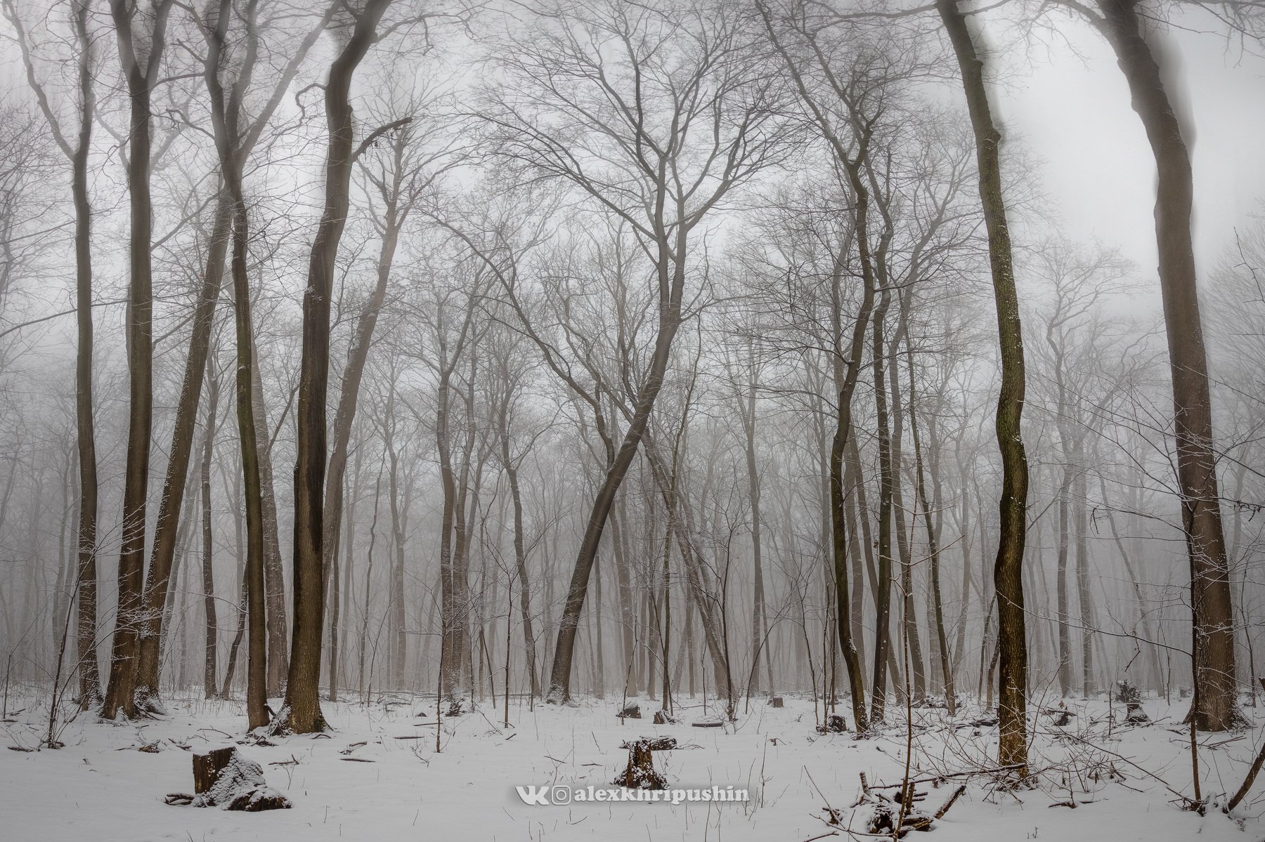 winter snow landscape panorama tree fog mist, Александр Хрипушин