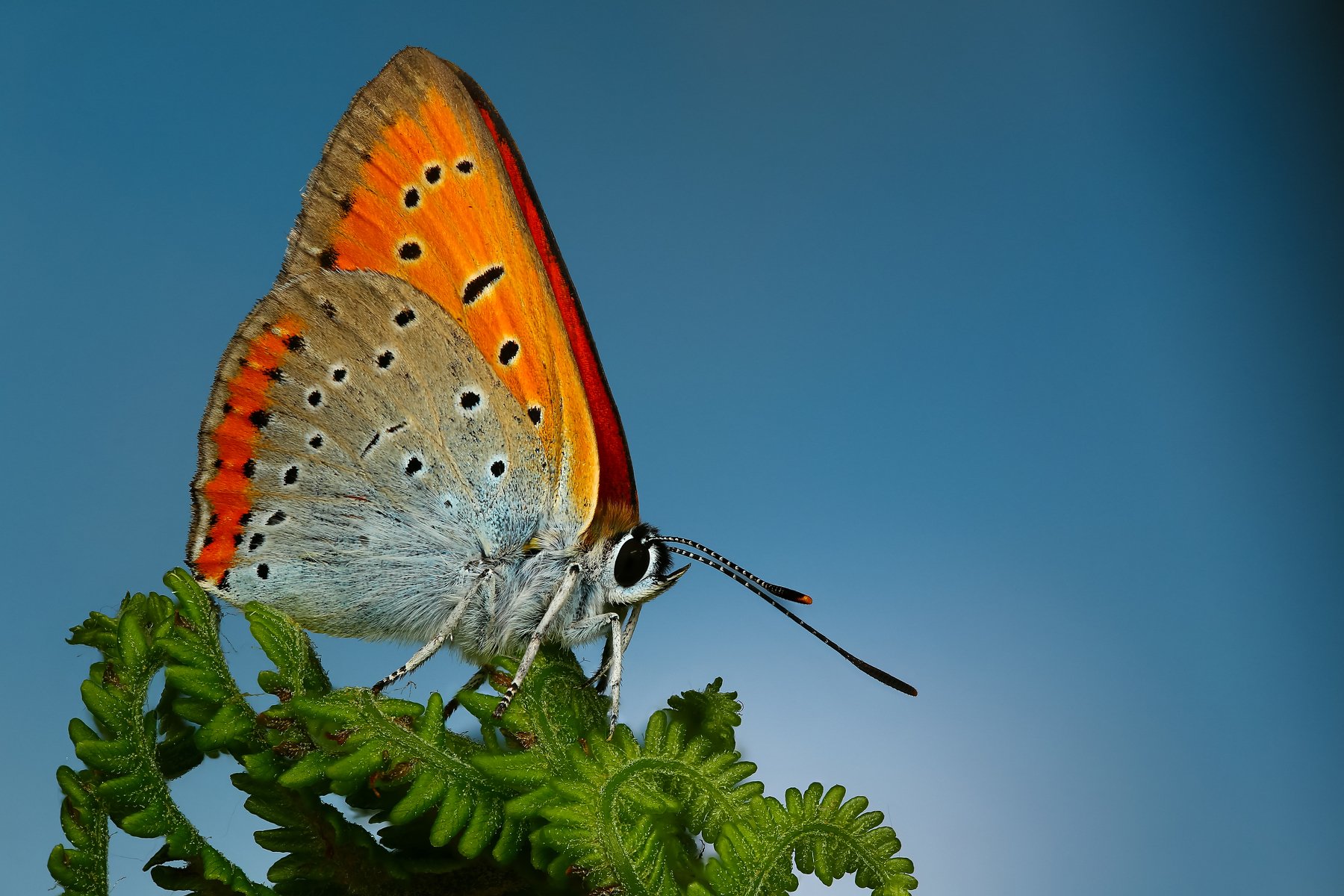 бабочка,макро,природа,усы,цвет,зеленый,растение,синий, Андрей Шаповалов