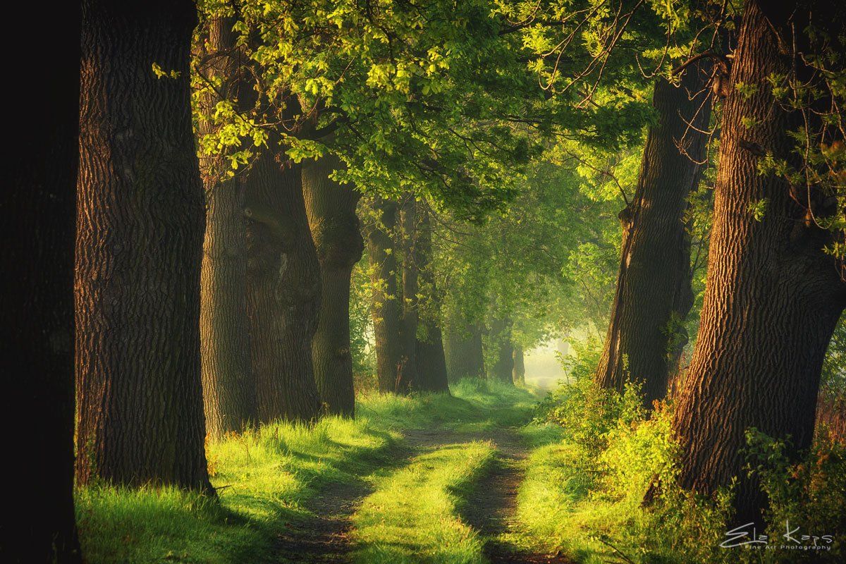 aleja,landscape,spring,poland,, Kaps