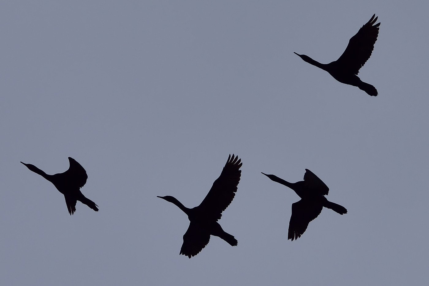 птицы, фото полет, камчатка, Karasev Pavel