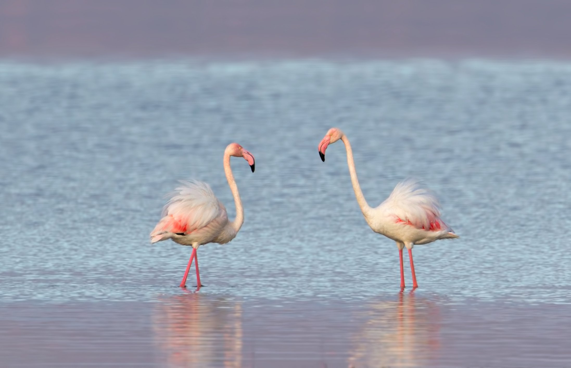greater flamingo, phoenicopterus roseus, розовый фламинго, Ivan Ivanov