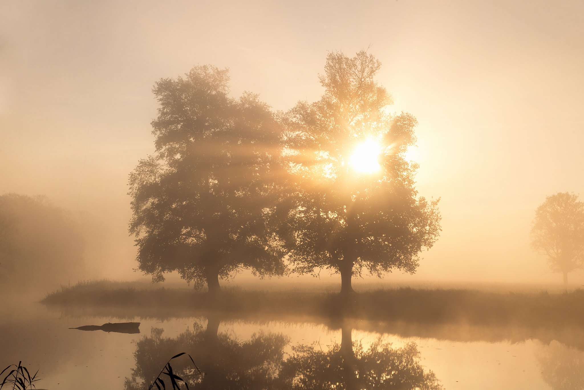 morning in the odra river valley water sun foggy mist magic tree germany trees dranikowski fog sun sunlight, Radoslaw Dranikowski