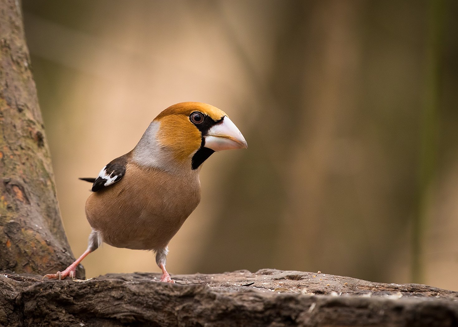 , Robert Adamec