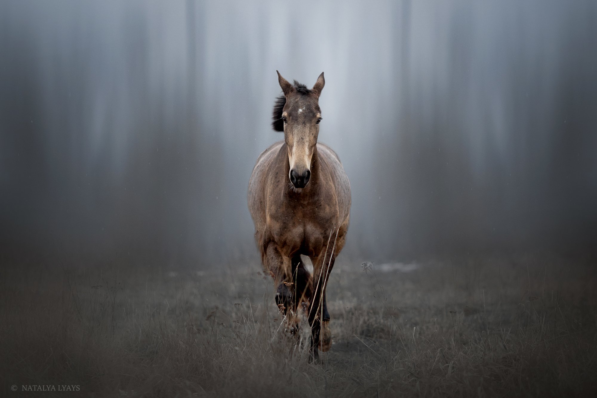 животные, фотограф анималист, лошадь, туман, в тумане, природа, лес, конь, фото дня, наталья ляйс, horse, animal, forrest, fog, no people, Наталья Ляйс