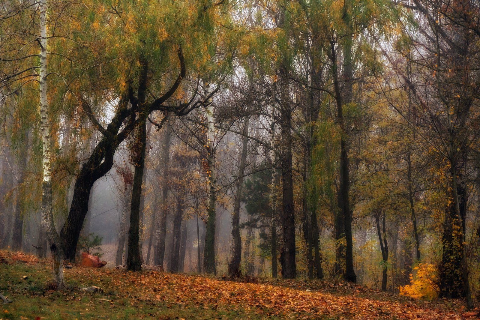 осень лес туман, Иванчиков Дмитрий