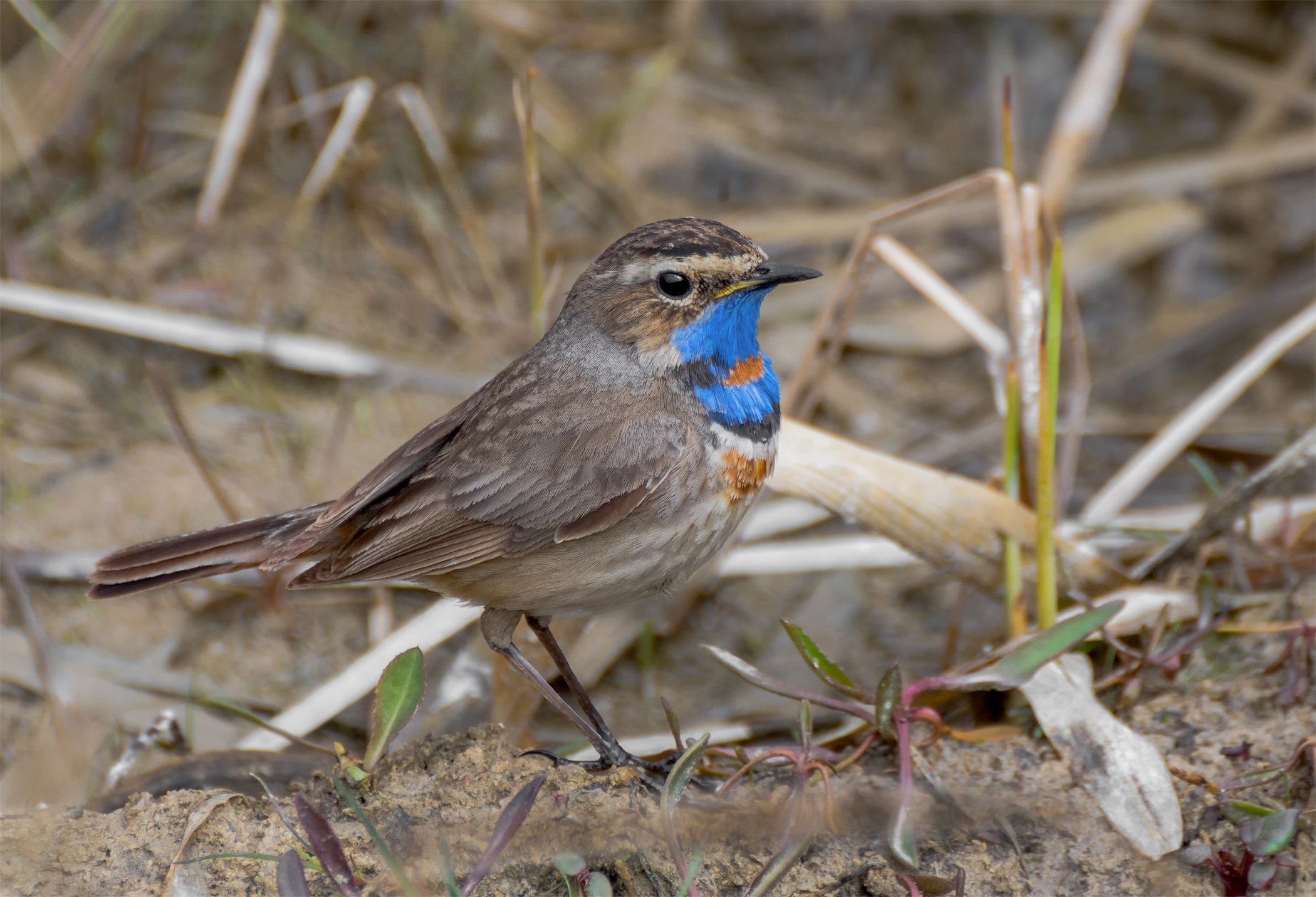 birds, птица, варакушка, самец,, Марина Мочалова