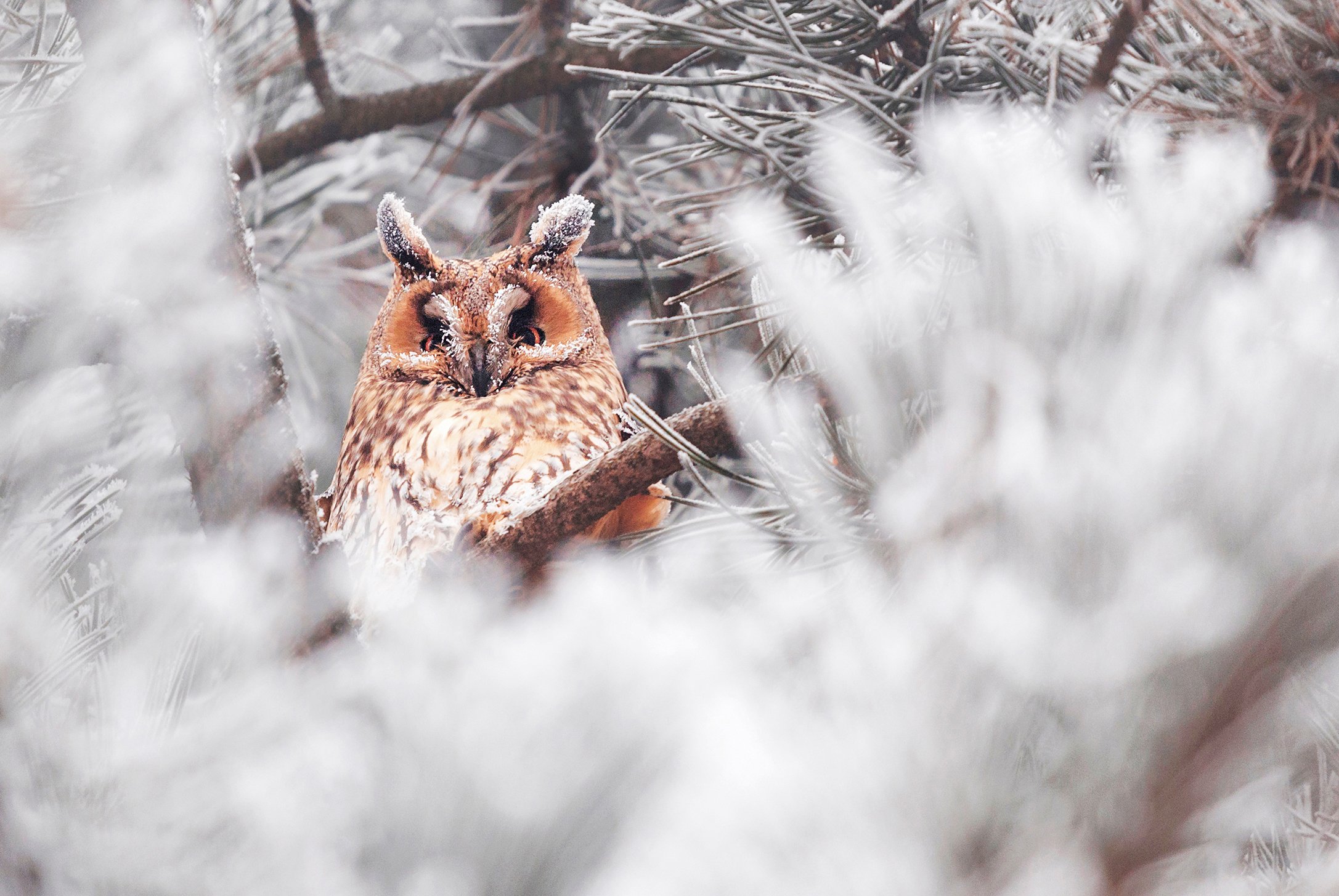 winter, trees, blizzard, snow, wildlife, travel, nature, bird, romania, cold, owl, Lazar Ioan Ovidiu