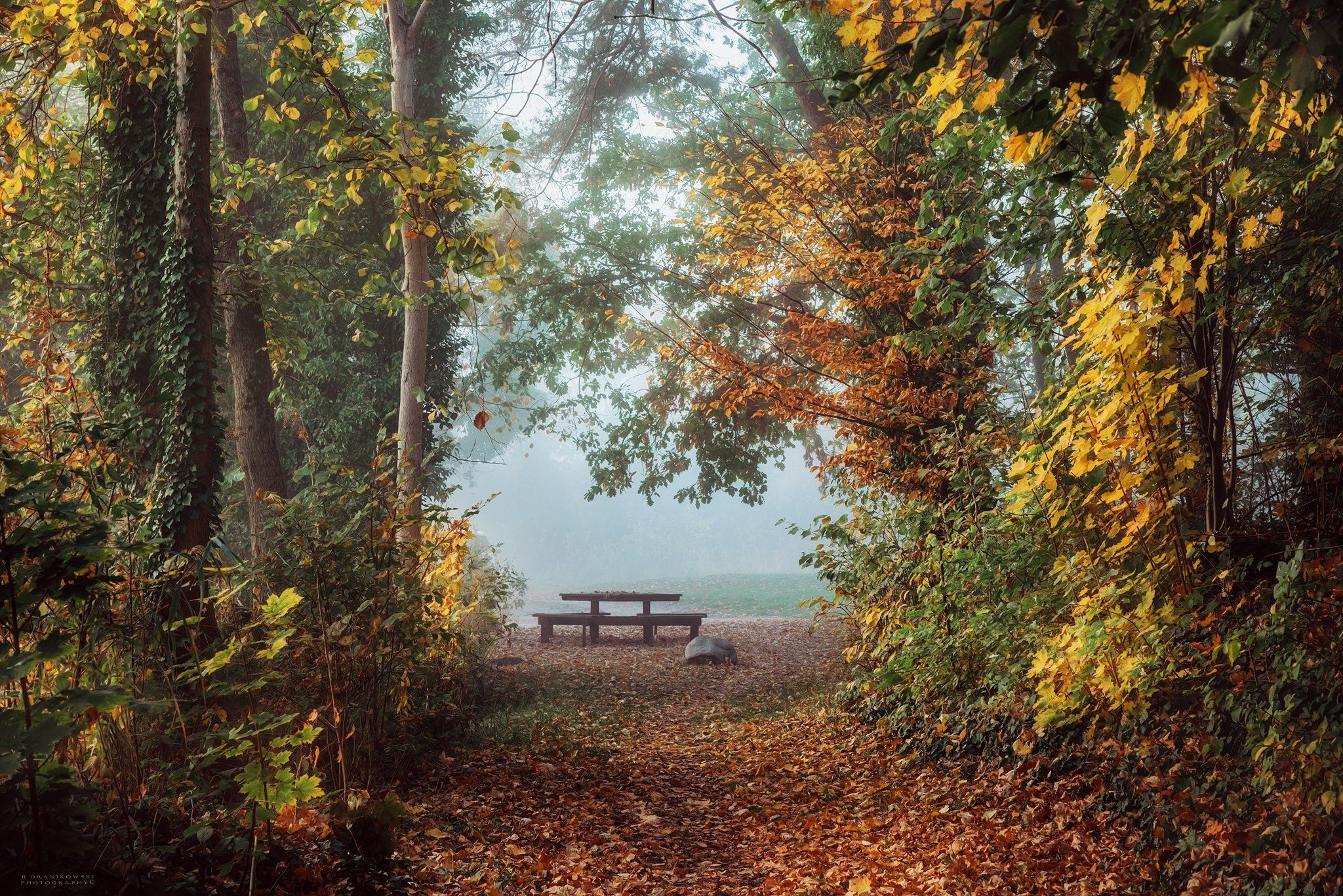 autumn\'s embrace fall path road exit eden mist magic foggy morning poland dranikowski trees, Radoslaw Dranikowski
