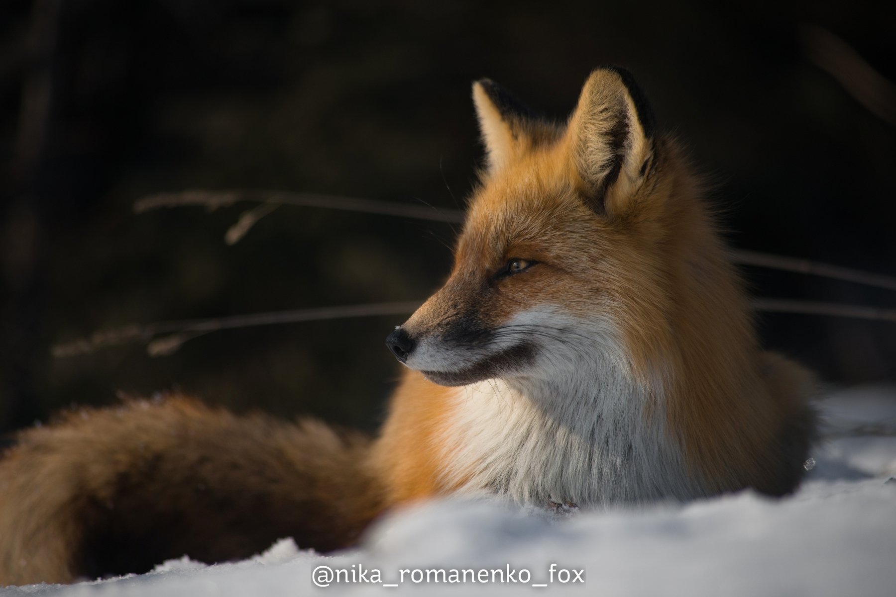 лиса, лисы, животные, снег, зима, animals, fox, foxes, animal, лис, red fox, forest, лес, Вероника Романенко