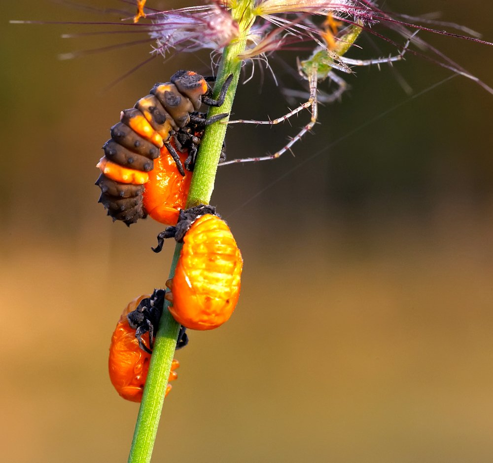 macro, closeup, insect, макро, насекомые, gnilenkov, Alexey Gnilenkov