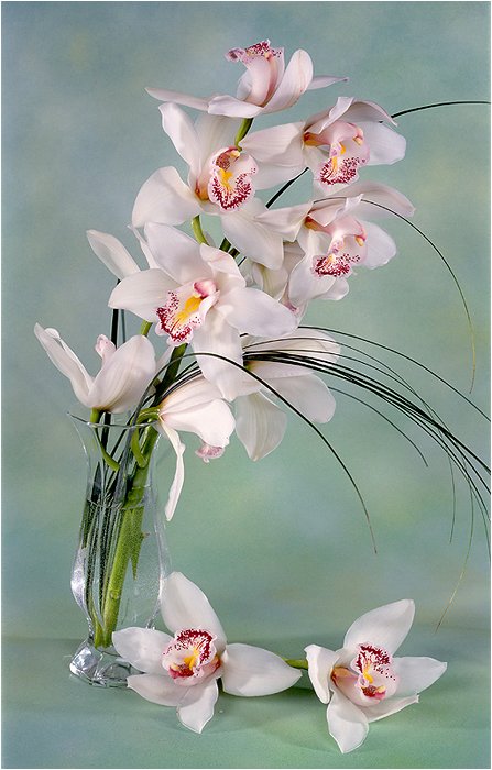 ваза, орхидеи, цветы,, Victor Pechenev