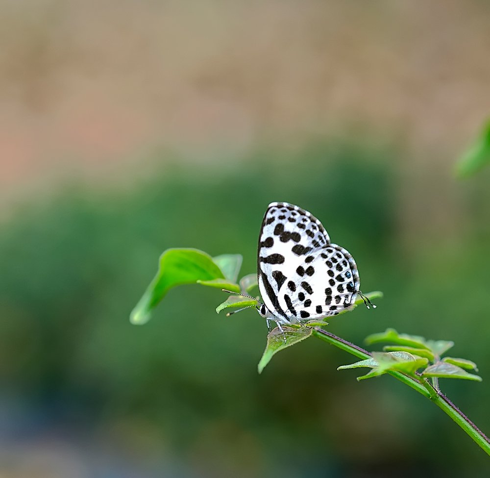 macro, closeup, insect, макро, насекомые, gnilenkov, Alexey Gnilenkov