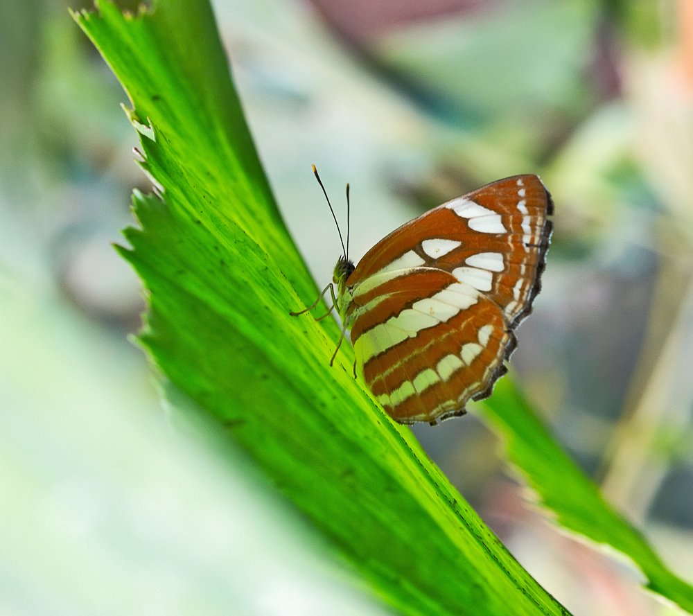 macro, closeup, insect, макро, насекомые, gnilenkov, Alexey Gnilenkov