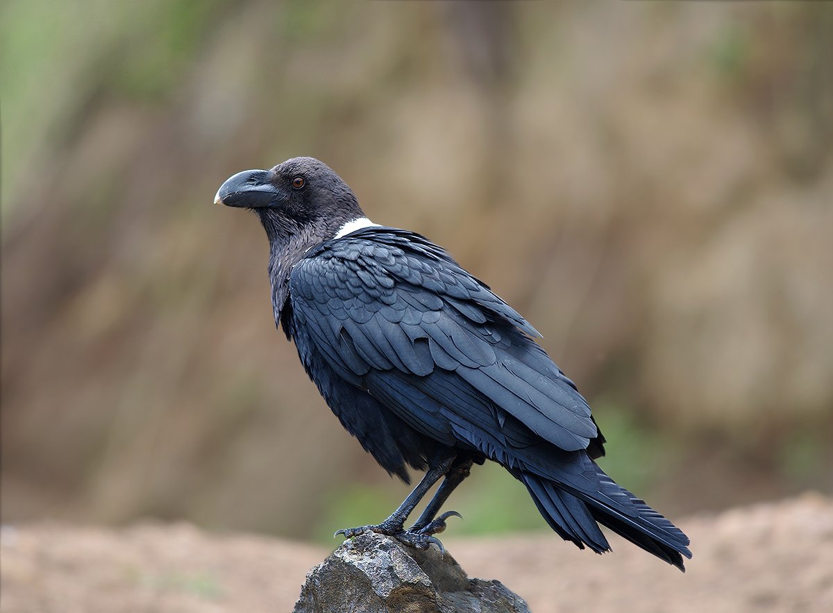 corvus albicollis, белошейный ворон, white-necked raven, птицы, corvidae, Sergey Volkov