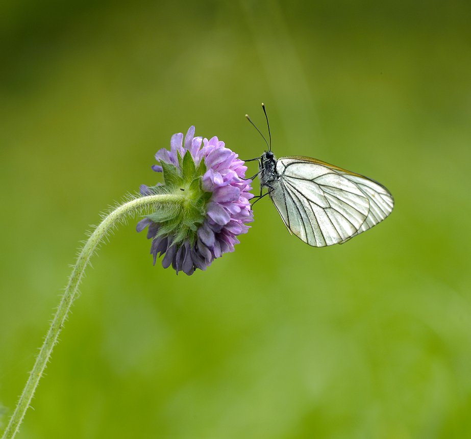 macro, closeup, insect, макро, насекомые, gnilenkov, Alexey Gnilenkov