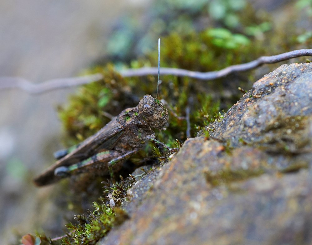 macro, closeup, insect, макро, насекомые, gnilenkov, Alexey Gnilenkov