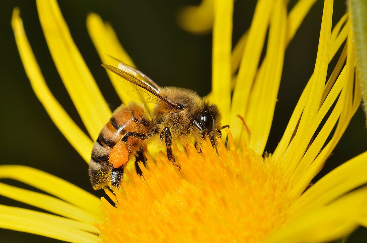 nikon, d7000, macro, kazakhstan, nature, казахстан, bee, природа, макро, пчела, Эдуард Ким