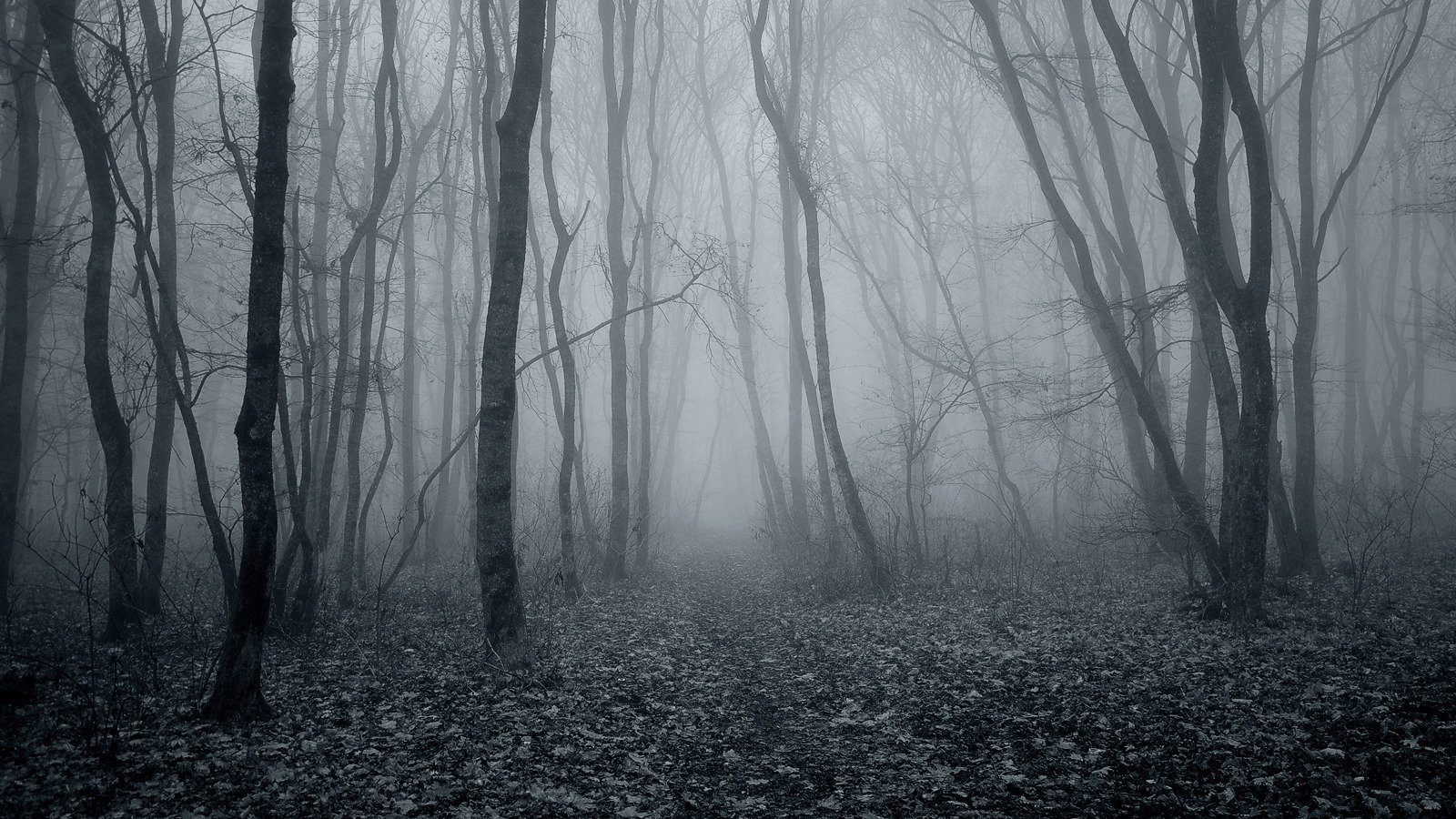 осень, лес, туман, Serj Master
