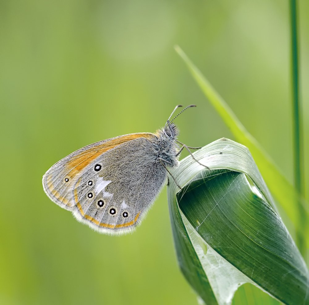 macro, closeup, insect, макро, насекомые, gnilenkov, Alexey Gnilenkov