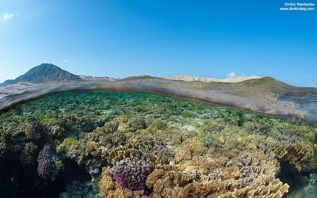 сплит,риф,underwater,split, Дмитрий