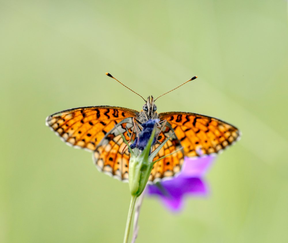 macro, closeup, insect, макро, насекомые, gnilenkov, Alexey Gnilenkov