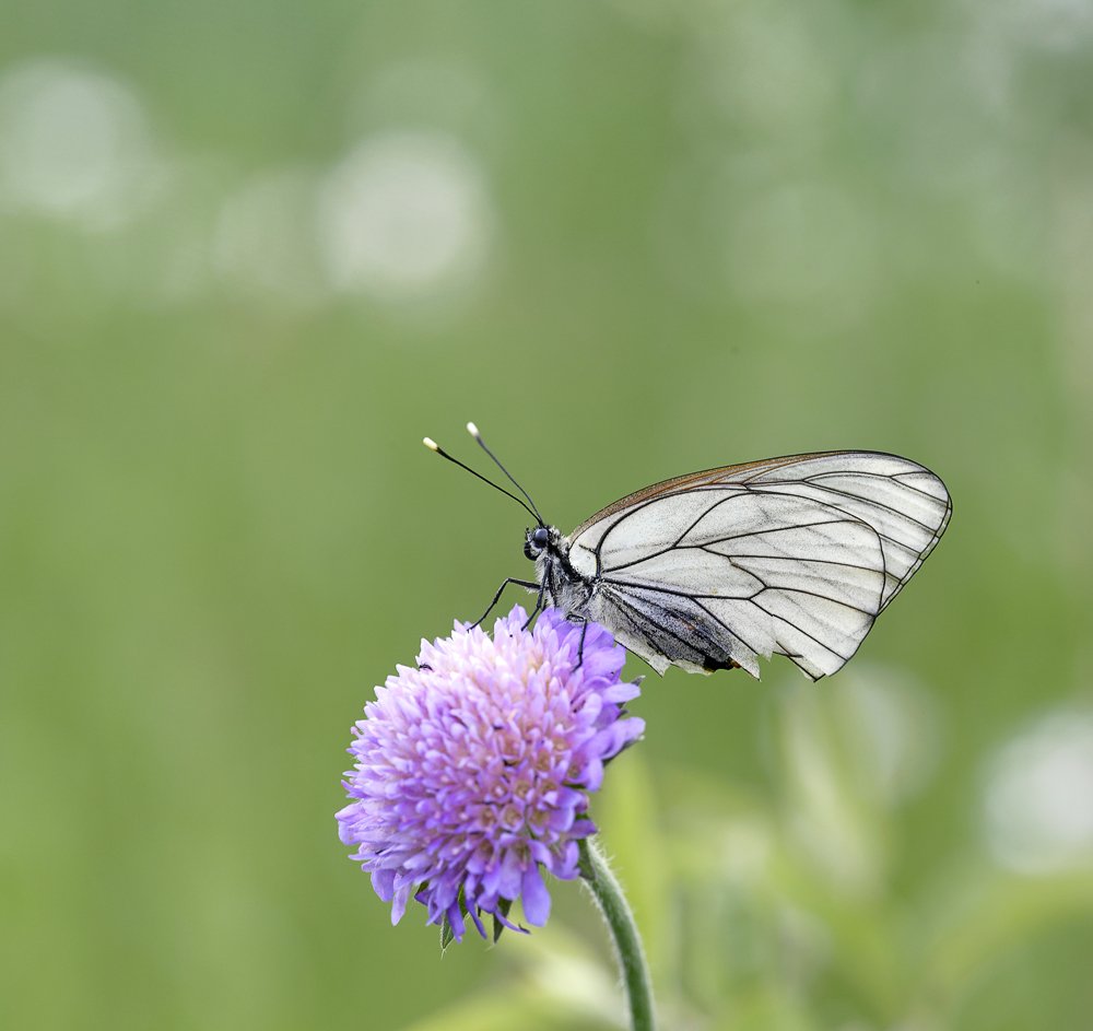 macro, closeup, insect, макро, насекомые, gnilenkov, Alexey Gnilenkov