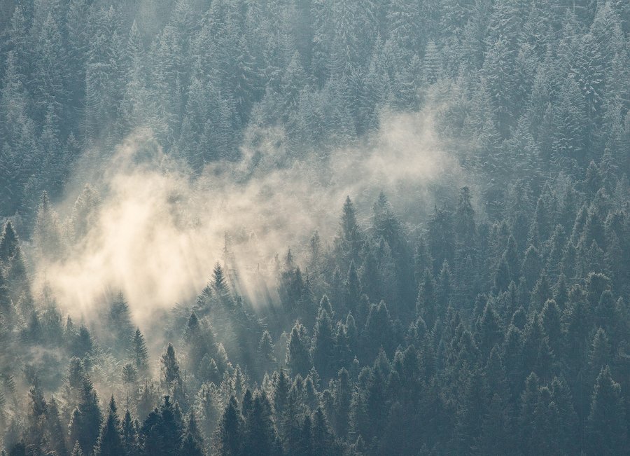 карпаты, осень, утро, туман, лес, Андрей Радюк