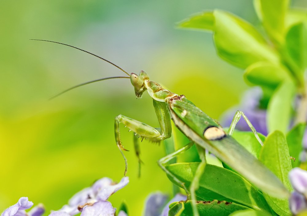 macro, closeup, insect, макро, насекомые, gnilenkov, Alexey Gnilenkov