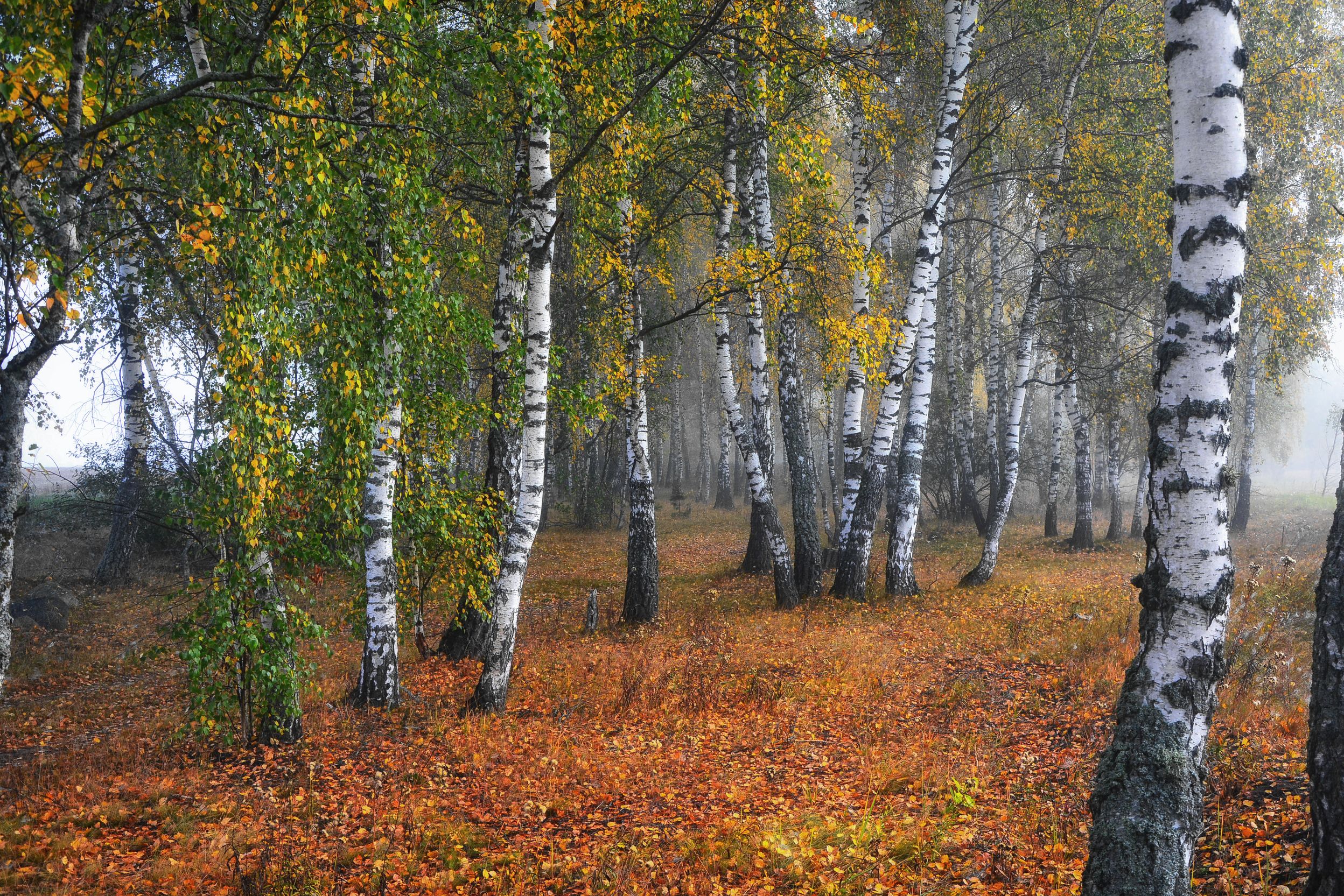 береза, туман, осень, осенний лес, осенний пейзаж, Юлия Абрамова