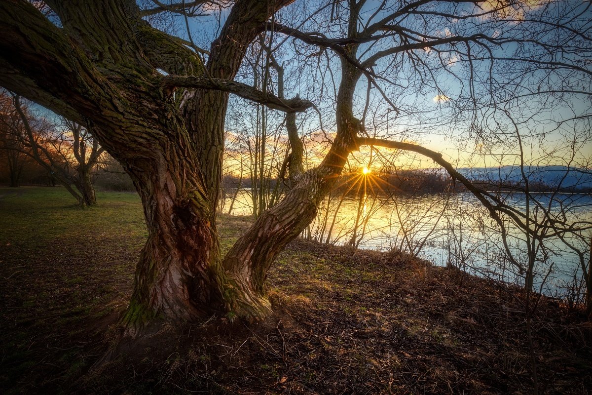 landscape, tree, sunset,, Petr Fiala
