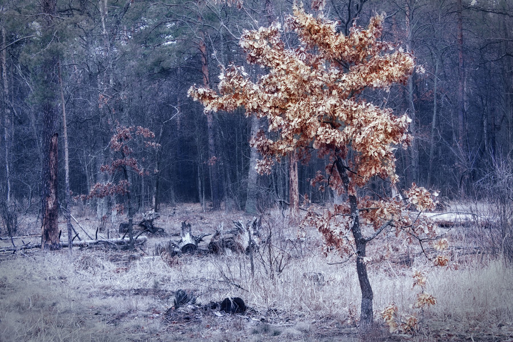 , александр