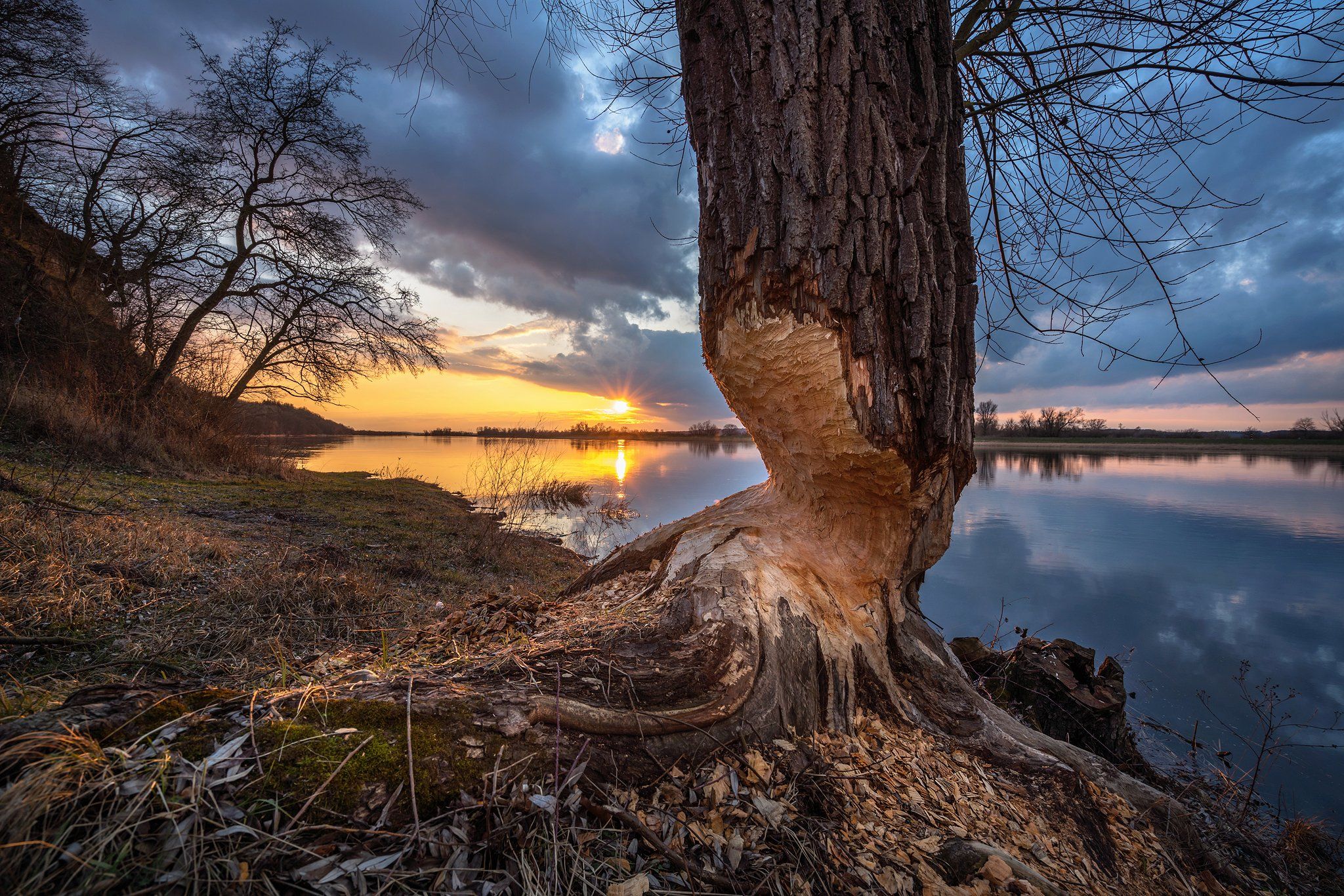 beavers бобры nationalpark unteres odertal river water tree sky sun sunlight park sunset, Radoslaw Dranikowski