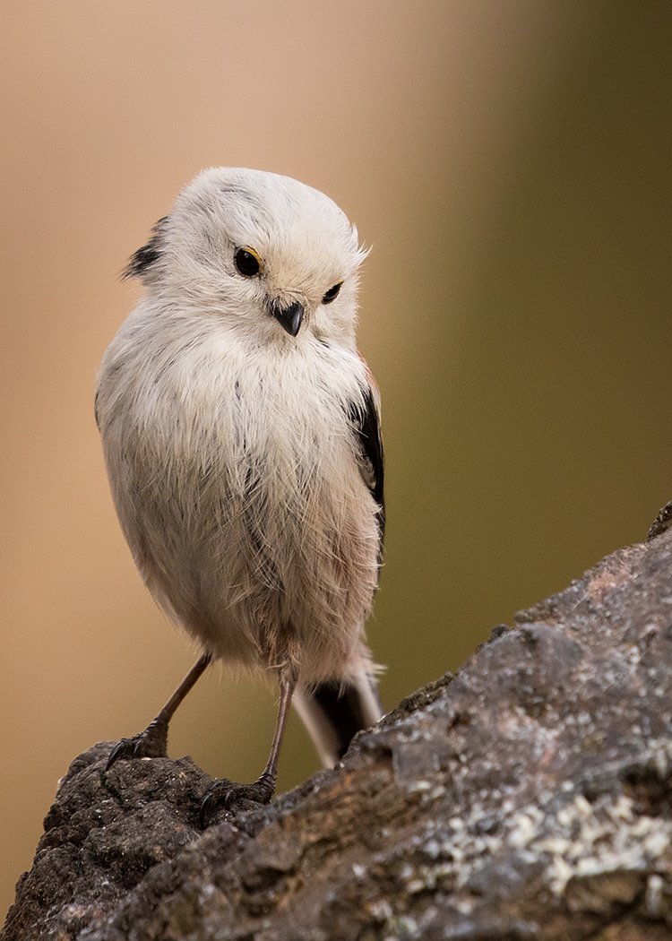 , Robert Adamec