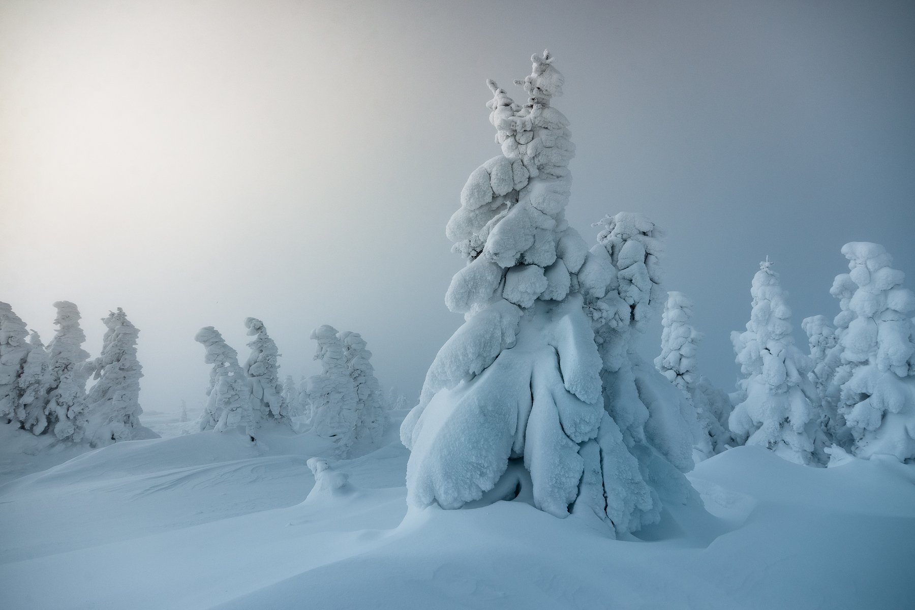 пейзаж, зима, январь, ель, мороз, снег, лес, урал, россия, Даниил Силантьев