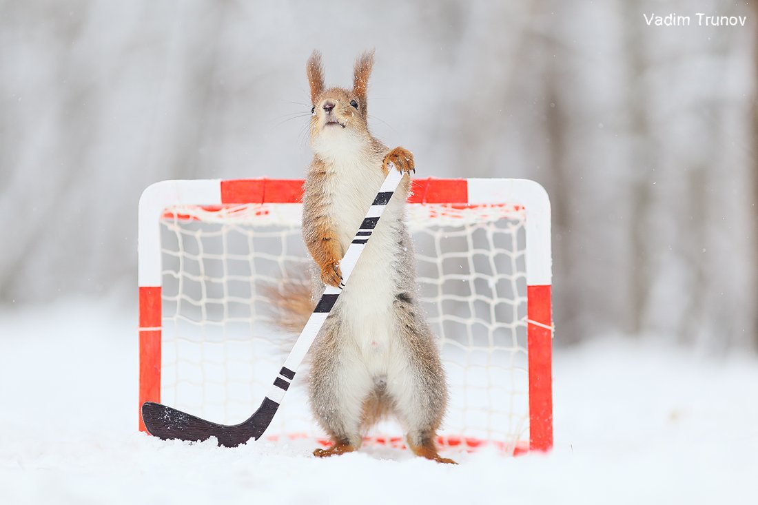 белка, хоккей, спорт, squirrel, Вадим Трунов