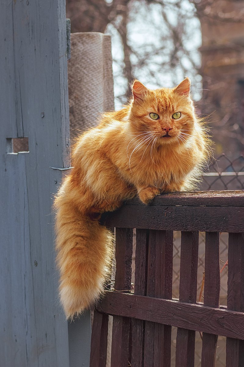 tokina 100 macro, macro lens, beautiful, красивый, moment, момент, spring, весна, весенний, fluffy, пушистый, red, рыжий, cat, кот,, Наталья Терентьева