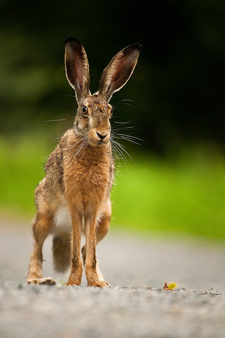 , Robert Adamec