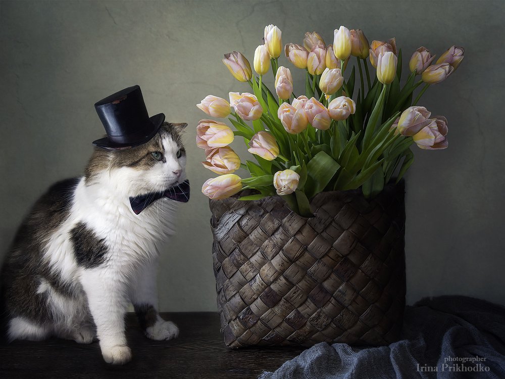 натюрморт, букет, цветы. тюльпаны, кот Лёва, поздравительная открытка, Ирина Приходько