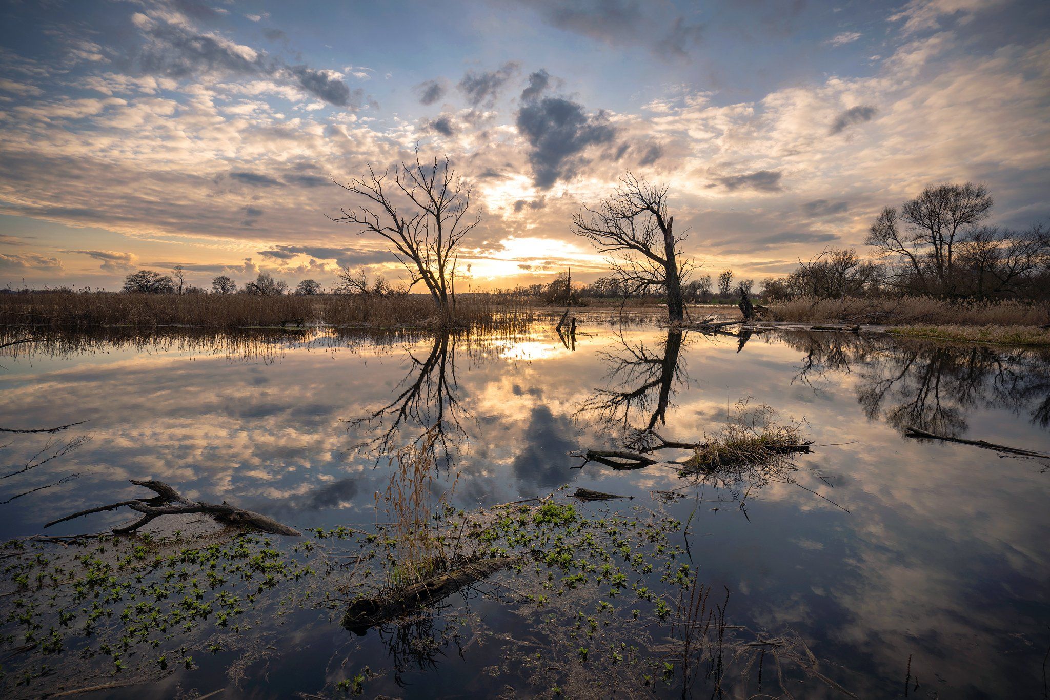 ранняя весна water sun national unteres odertal odra river dranikowski trees sky clouds, Radoslaw Dranikowski