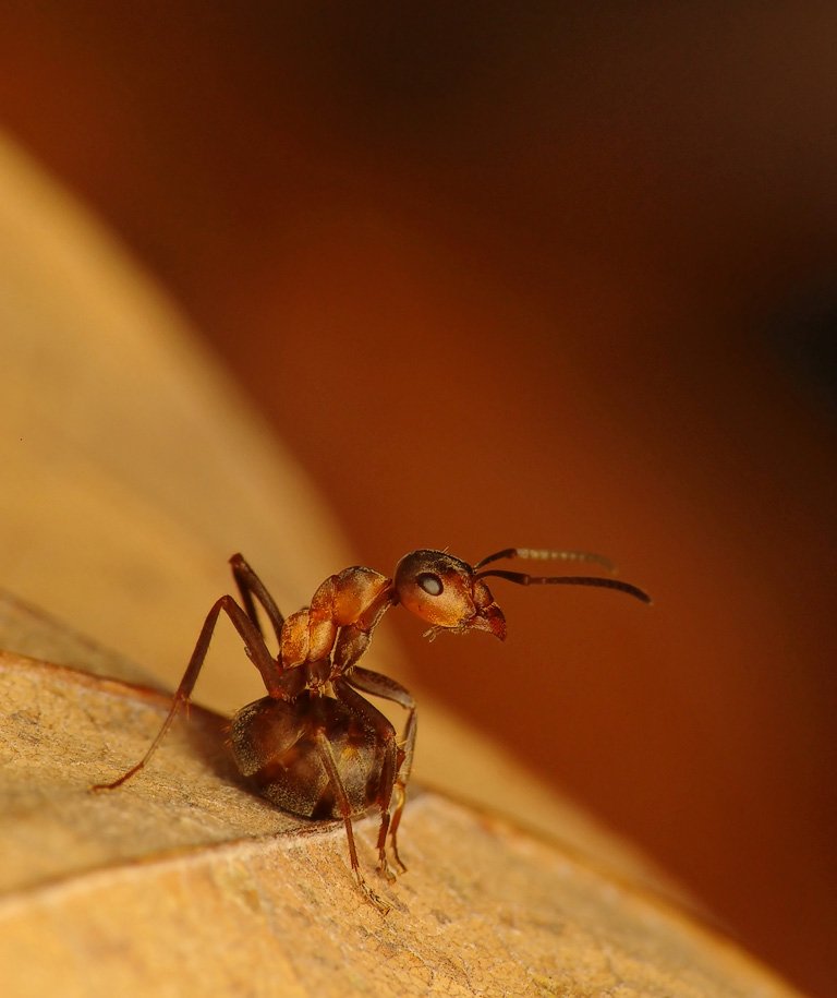 macro, ants, insects, Pawel Bieniewski