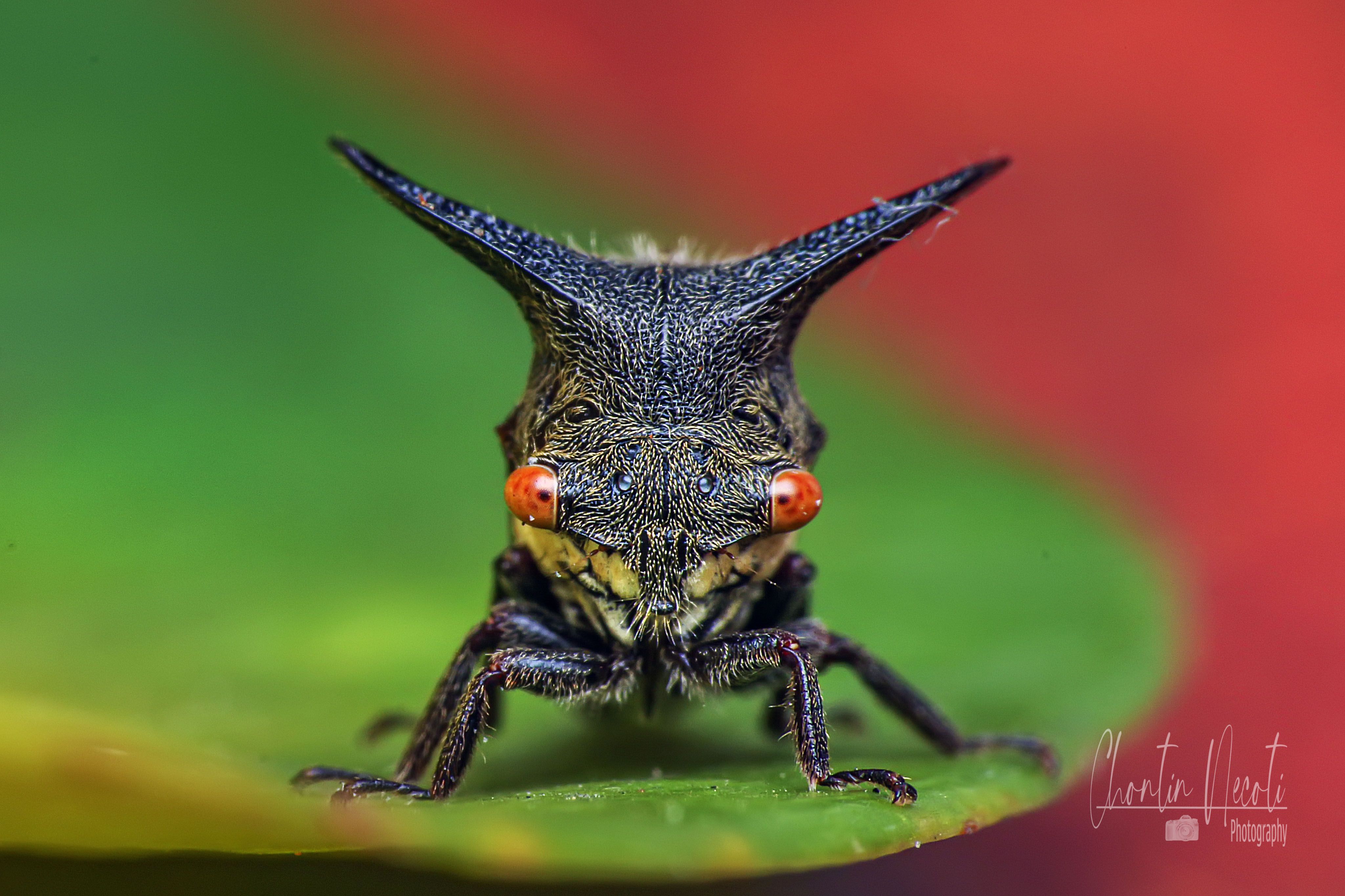 potrait, insect, macro, close up, red eyes, small, beauty, beautiful, outdoor, garden, leaf, nature, natural, NeCoTi ChonTin