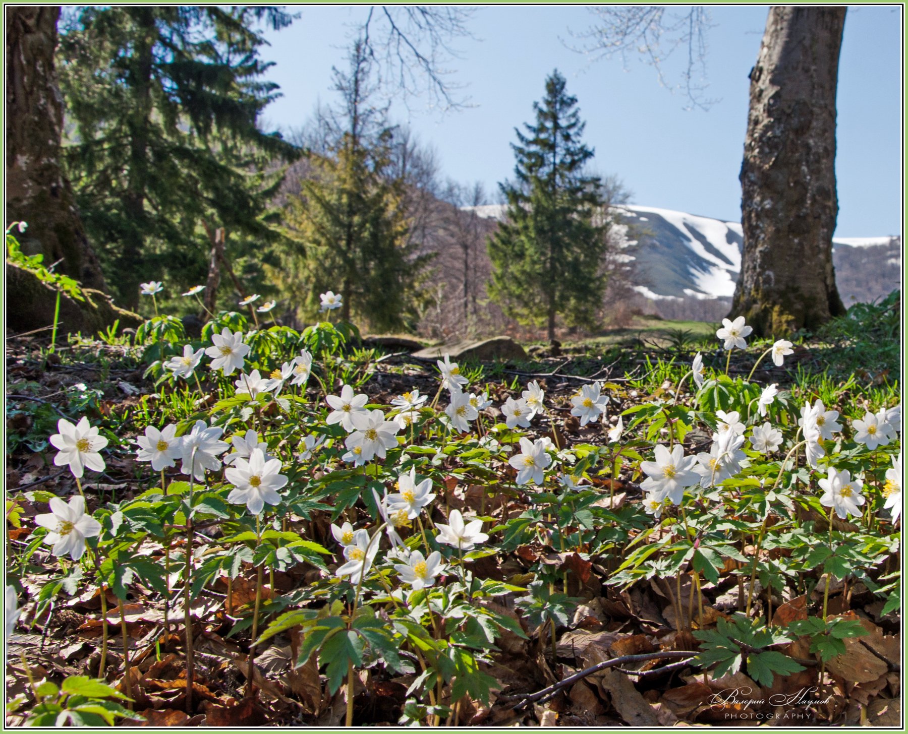 весна, горы, карпаты, боржава, первоцветы, Валерий Наумов